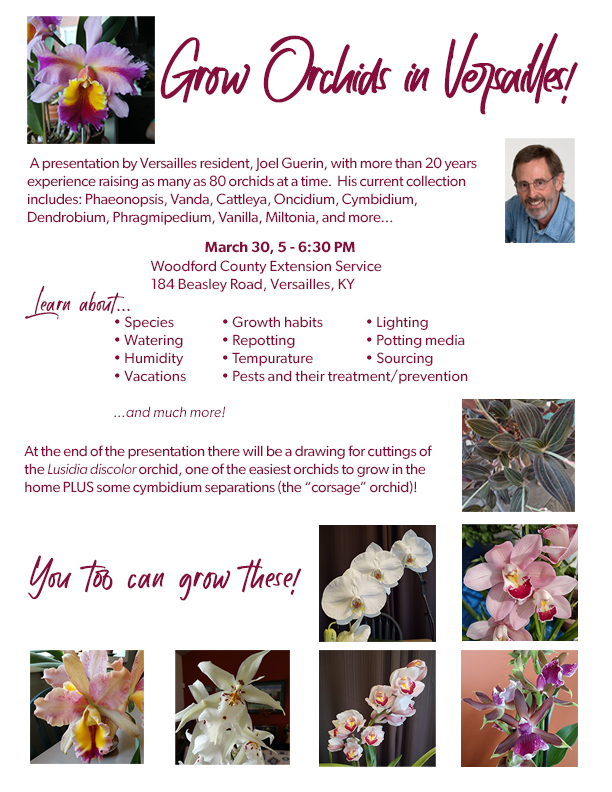 Orchid Presentation