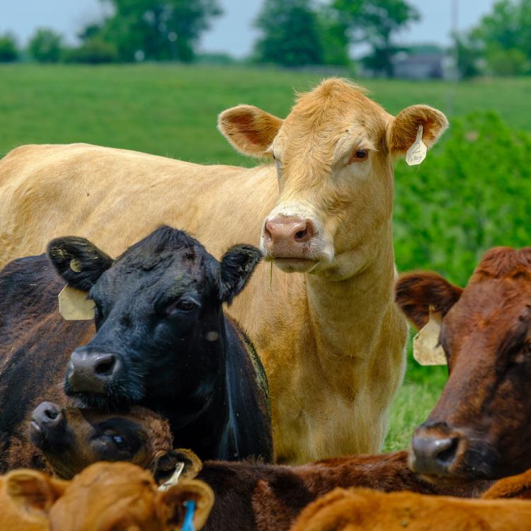  beef cows in field