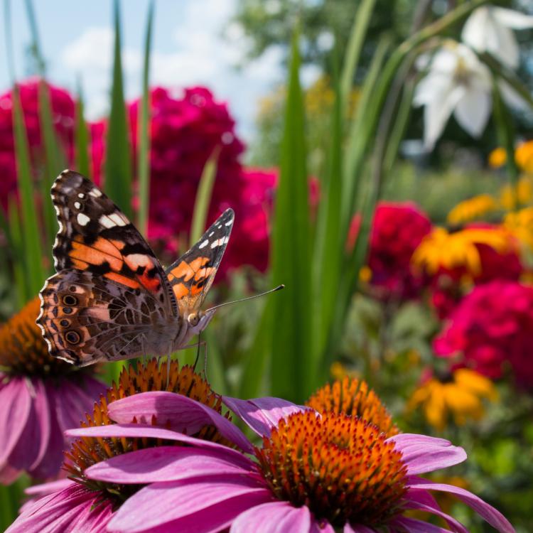  butterfly on flowers